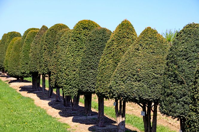 Barockgarten am Schloss Drottningholm in Schweden, umgeben von vierreihigen Kaiser-Linden, die von Lorenz von Ehren gezogen und 2008 geliefert wurden. Heute prägen sie majestätisch die Landschaft.